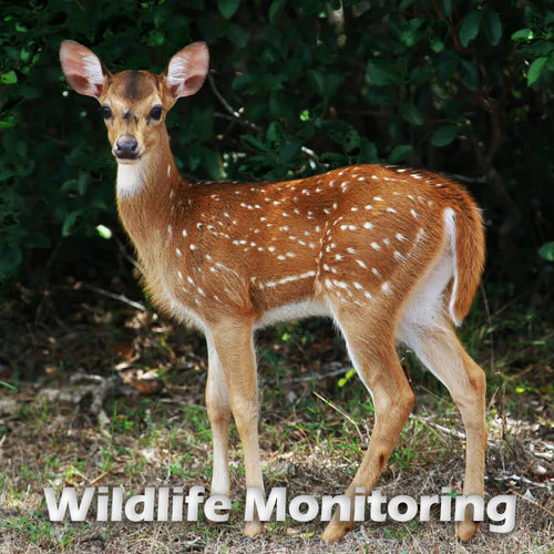 Wildlife tracking