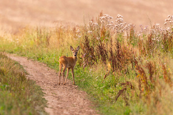 Velvet Tracking: How to Inventory Your Property for the 2026 Hunting Season