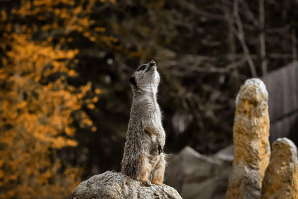 A Comprehensive Guide to AI Trail Cameras: How They Work, Key Advantages, & Top camera Picks