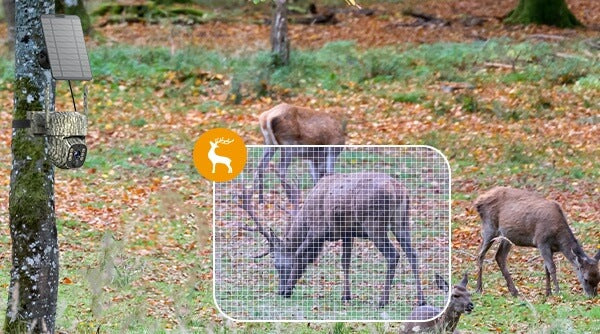 AI Animal Identification — Instant Species Alerts